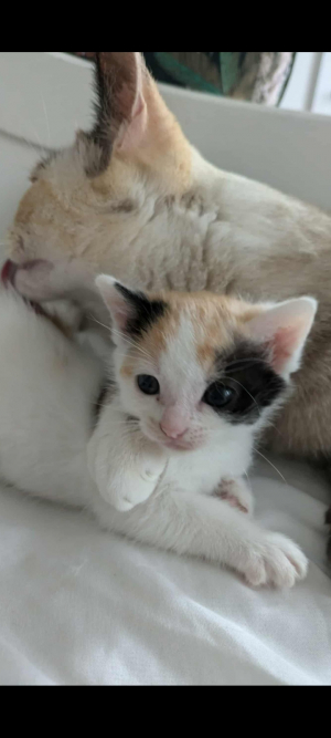 OK peeps, to lighten the mood and put a smile, here comes Sqiggles, ETA boxing day to add squeak to the bubbles.